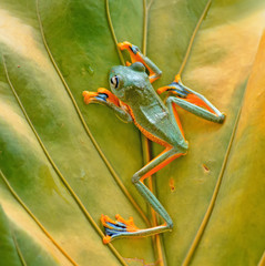 frog,dumpy frog,tree frog