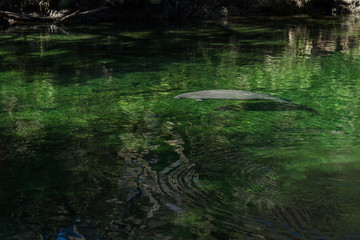 sea cow swimming in spring in FL