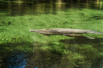 moma nd baby calf swimming in blue spring state park