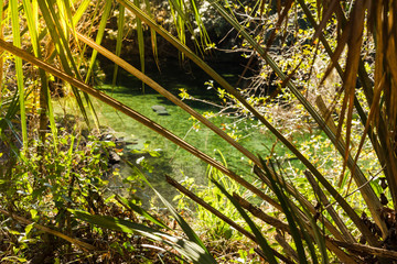 mantee in spring with sun shining through palm frond