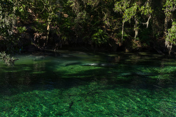 manatees in spring with surrounding trees