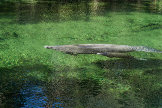 Manatee Mom And Calf Swimming In Spring