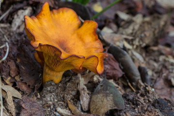Poisonous orange jack o lantern mushroom top and bottom