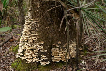 oyster mushroom fungus on trunk of big tree