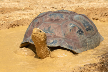 Giant turtle having mud bath