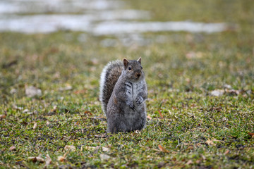 Squirrel 
