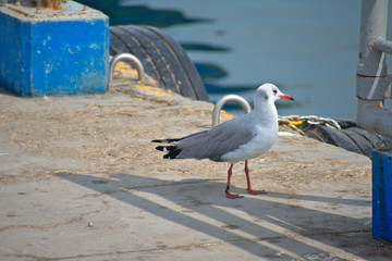 Seagull walking on concrete in Paracas Peru