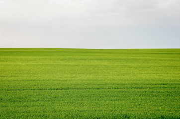 Beautiful green wheat field with transparent sky. Copy space