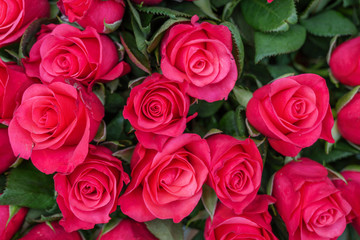 Close up view of various color red, white and pink blooming roses backdrop at florist. Vivid...