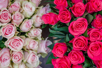 Obraz na płótnie Canvas Close up view of various color red, white and pink blooming roses backdrop at florist. Vivid Pantone flower in bloom. Blossom roses for Valentine day.