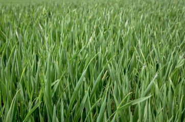 Close up of green grass wheat field in spring. Seamless pattern