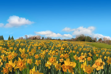 Fototapeta premium Beautiful spring field of yellow daffodils panorama in sunny day