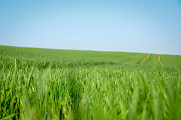 Close up of green grass wheat field in spring