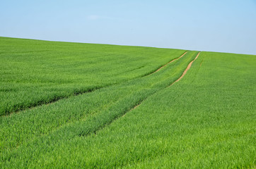 Close up of green grass wheat field in spring