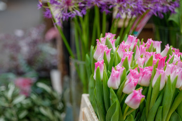 Close up view at bouquet of pale pink and white blooming tulips in white plastic box at florist. Blossom tulips for sell in front of flower shop.