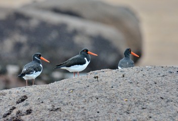 Beautiful oystercatchers on the sand of the Tregastel beach in Brittany. France