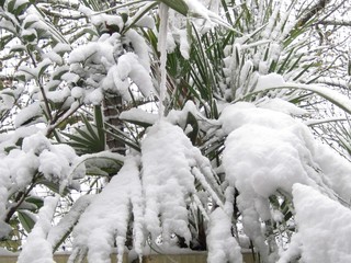 Palme im Schnee