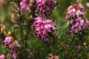 A closeup of the pink Erica flowe in the garden.   Victoria  BC  Canada