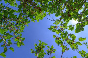 Mulberry tree in organic farm at Thailand