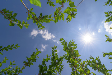 Mulberry tree in organic farm at Thailand