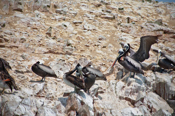 Pelacanus thagus Peruvian pelican perched on a rocky cliff on Las Islas Ballestas Paracas Peru