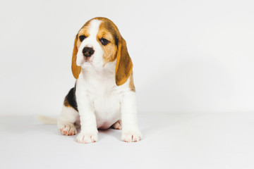 Puppy beagle on a white background.