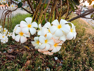 Frangipani flowers branches hanging on tree background closeup. Very beautifully in the garden.