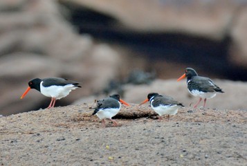Group of oystercatchers on the sand in Brittany. France
