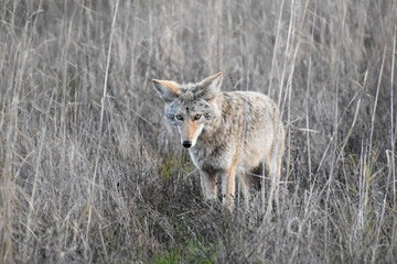 California Coyote Hunting In Wetland In Northern California 