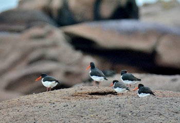 Group of oystercatchers on the sand in Brittany. France