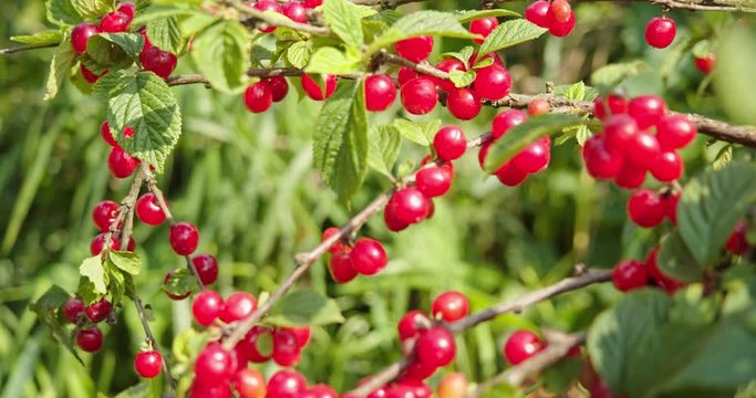 The bush is strewn with ripe juicy red berries. The Nanking cherry (Prunus tomentosa). 