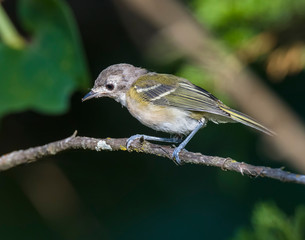 Black-capped Vireo