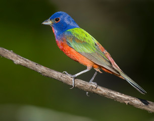 Male Painted Bunting