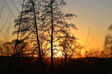 Obraz premium View from behind the trees at sunset, the silhouette of trees and plants against the evening sky