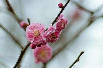 紅梅の花