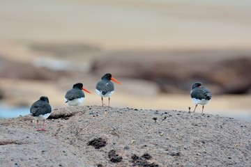 Group of oystercatchers on the sand in Brittany. France