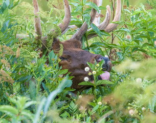 Bull Elk in summer time feeding in tall brush