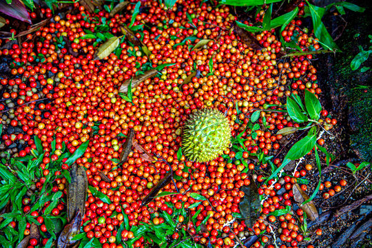Hawaii 2020 Ground cover seeds