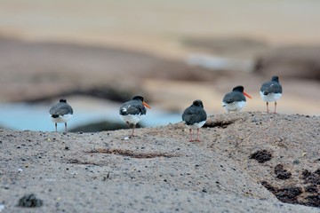Group of oystercatchers on the sand in Brittany. France