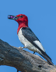 Red-headed Woodpecker with Juniper berries