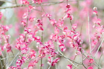 紅梅の花