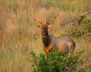 Bull Elk in the Wichita Mountians