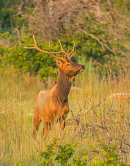 Bull Elk in the Wichita Mountians