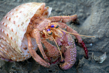 A hermit crab occupying a beach shell as his home