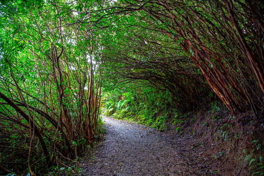 Hawaii Random Pathway 2020