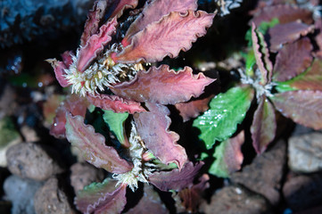 Closeup colorful Euphorbia tulearensis succulent leaves