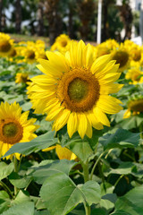 blooming sunflowers close up in a morning vertical composition
