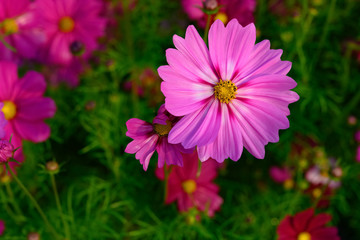 Obraz premium beautiful daisy or Cosmos bipinnata Cav