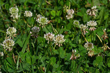 White clover in the early morning sun. It is a herbaceous perennial plant and is low growing with heads of whitish flowers with a tinge of pink. The flowers are visited by bumblebees and honey bees.