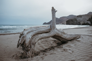 Log in the middle of a beach